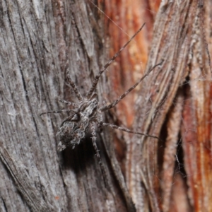 Tamopsis fickerti at Downer, ACT - suppressed