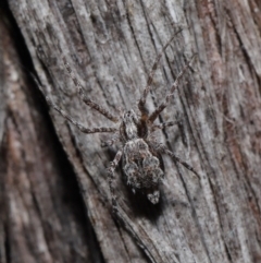 Tamopsis fickerti at Downer, ACT - 4 Jun 2021