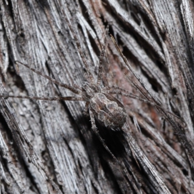 Tamopsis fickerti (Two-tailed spider) at Acton, ACT - 2 Jun 2021 by TimL