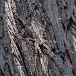 Tamopsis fickerti at Acton, ACT - suppressed