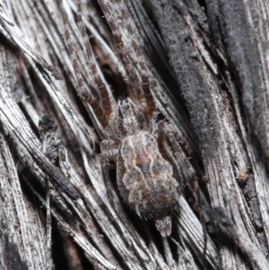 Tamopsis fickerti at Acton, ACT - suppressed