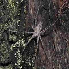 Tamopsis fickerti (Two-tailed spider) at ANBG - 4 Jun 2021 by TimL