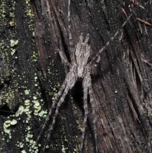 Tamopsis fickerti at Downer, ACT - 4 Jun 2021