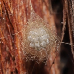 Australomimetus sp. (genus) (Unidentified Pirate spider) at Acton, ACT - 2 Jun 2021 by TimL