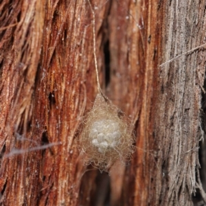 Australomimetus sp. (genus) at Acton, ACT - 2 Jun 2021