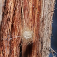 Australomimetus sp. (genus) at Acton, ACT - 2 Jun 2021