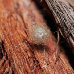 Australomimetus sp. (genus) at Acton, ACT - 2 Jun 2021