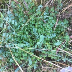 Sanguisorba minor (Salad Burnet, Sheep's Burnet) at Flea Bog Flat to Emu Creek Corridor - 2 Jun 2021 by JohnGiacon