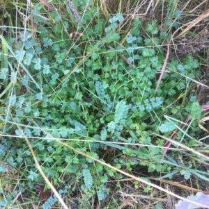 Sanguisorba minor at Belconnen, ACT - 2 Jun 2021 10:04 AM