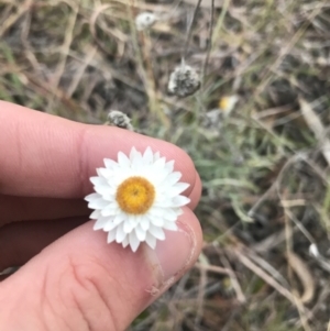 Leucochrysum albicans subsp. tricolor at O'Malley, ACT - 29 May 2021