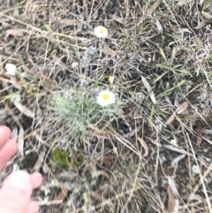 Leucochrysum albicans subsp. tricolor at O'Malley, ACT - 29 May 2021