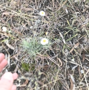 Leucochrysum albicans subsp. tricolor at O'Malley, ACT - 29 May 2021