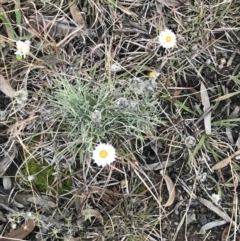 Leucochrysum albicans subsp. tricolor at O'Malley, ACT - 29 May 2021