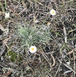Leucochrysum albicans subsp. tricolor at O'Malley, ACT - 29 May 2021