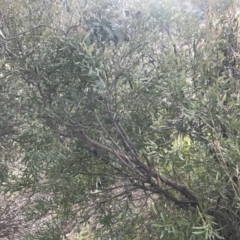 Hakea salicifolia at O'Malley, ACT - 29 May 2021