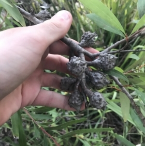 Hakea salicifolia at O'Malley, ACT - 29 May 2021