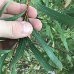 Hakea salicifolia at O'Malley, ACT - 29 May 2021