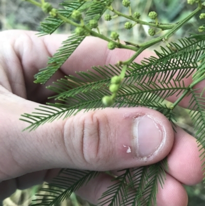 Acacia decurrens (Green Wattle) at O'Malley, ACT - 29 May 2021 by Tapirlord