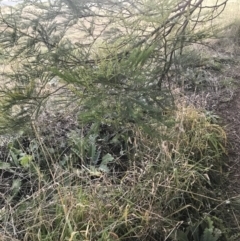 Acacia decurrens at O'Malley, ACT - 29 May 2021 04:45 PM