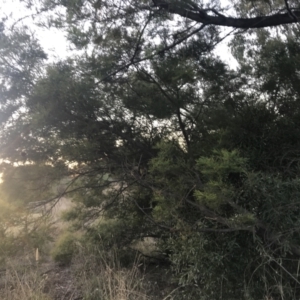 Acacia decurrens at O'Malley, ACT - 29 May 2021