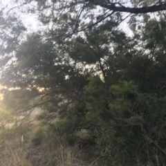 Acacia decurrens at O'Malley, ACT - 29 May 2021 04:45 PM