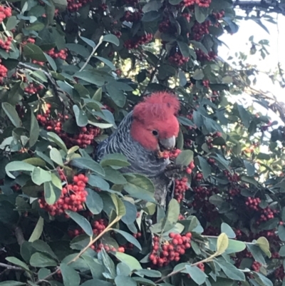 Callocephalon fimbriatum (Gang-gang Cockatoo) at Garran, ACT - 30 May 2021 by Tapirlord