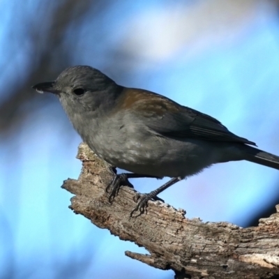 Colluricincla harmonica (Grey Shrikethrush) at Majura, ACT - 5 Jun 2021 by jb2602