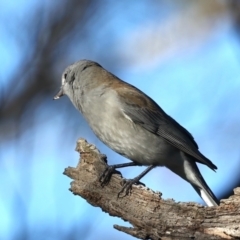 Colluricincla harmonica at Majura, ACT - 5 Jun 2021