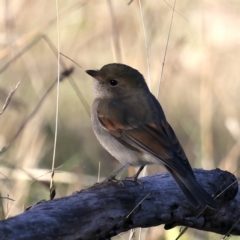 Pachycephala pectoralis (Golden Whistler) at Majura, ACT - 5 Jun 2021 by jb2602