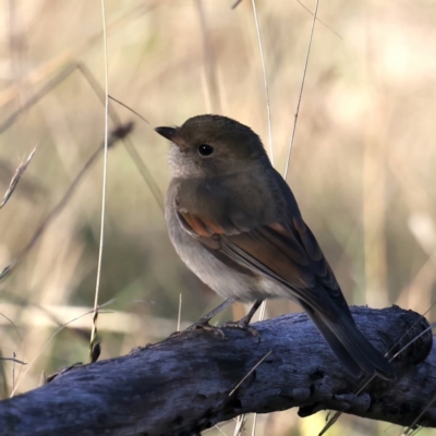 Pachycephala pectoralis (Golden Whistler) at Majura, ACT - 5 Jun 2021 by jb2602