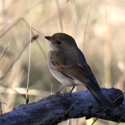 Pachycephala pectoralis (Golden Whistler) at Majura, ACT - 5 Jun 2021 by jbromilow50