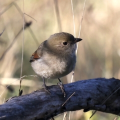 Pachycephala pectoralis at Majura, ACT - 5 Jun 2021 04:07 PM