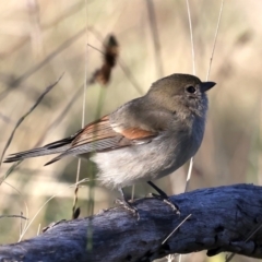 Pachycephala pectoralis at Majura, ACT - 5 Jun 2021 04:07 PM