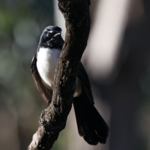 Rhipidura leucophrys at Majura, ACT - 5 Jun 2021