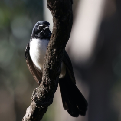 Rhipidura leucophrys (Willie Wagtail) at Mount Ainslie - 5 Jun 2021 by jb2602