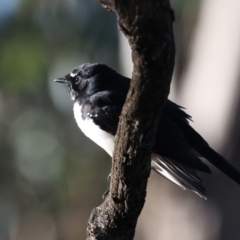 Rhipidura leucophrys at Majura, ACT - 5 Jun 2021