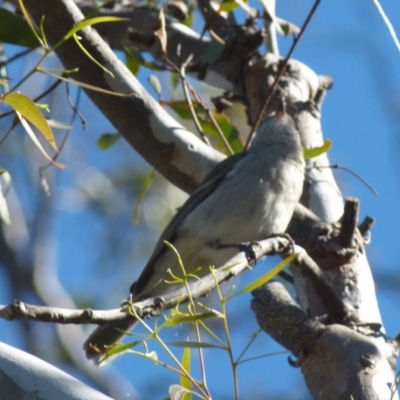 Pachycephala pectoralis (Golden Whistler) at Boro, NSW - 6 Jun 2021 by Paul4K