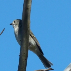 Pachycephala pectoralis at Boro, NSW - 6 Jun 2021