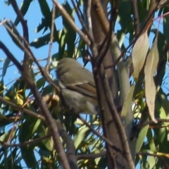 Pachycephala pectoralis at Boro, NSW - 6 Jun 2021