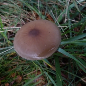 Oudemansiella gigaspora group at Boro, NSW - suppressed