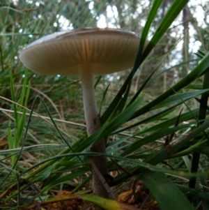 Oudemansiella gigaspora group at Boro, NSW - 4 Jun 2021