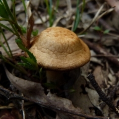 Unverified Fungus by Paul4K