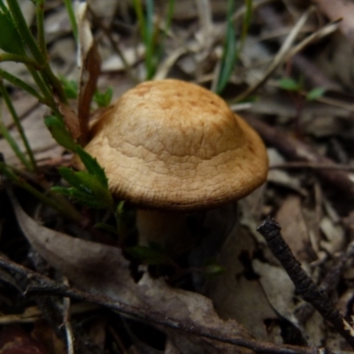 Unverified Fungus by Paul4K