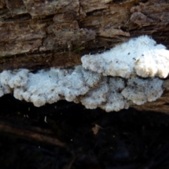 Schizophyllum commune (Split Gill Fungus) at Boro, NSW - 6 Jun 2021 by Paul4K