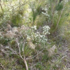 Hakea decurrens (Bushy Needlewood) at QPRC LGA - 4 Jun 2021 by Paul4K