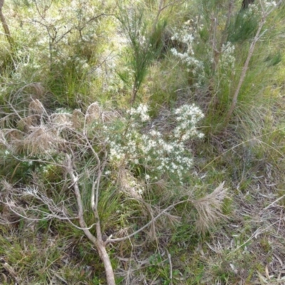 Hakea decurrens (Bushy Needlewood) at Boro, NSW - 4 Jun 2021 by Paul4K