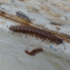 Dalodesmidae (family) (Dalodesmid flat-backed millipede) at Boro - 4 Jun 2021 by Paul4K