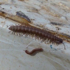 Dalodesmidae (family) at Boro, NSW - 4 Jun 2021