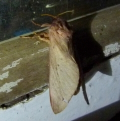 Hepialidae sp. (family) (Unidentified Swift or Ghost Moth) at QPRC LGA - 4 Jun 2021 by Paul4K