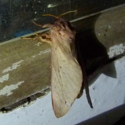 Hepialidae (family) (Unidentified Swift or Ghost Moth) at QPRC LGA - 4 Jun 2021 by Paul4K